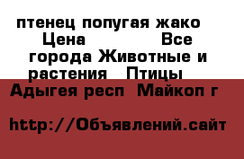 птенец попугая жако  › Цена ­ 60 000 - Все города Животные и растения » Птицы   . Адыгея респ.,Майкоп г.